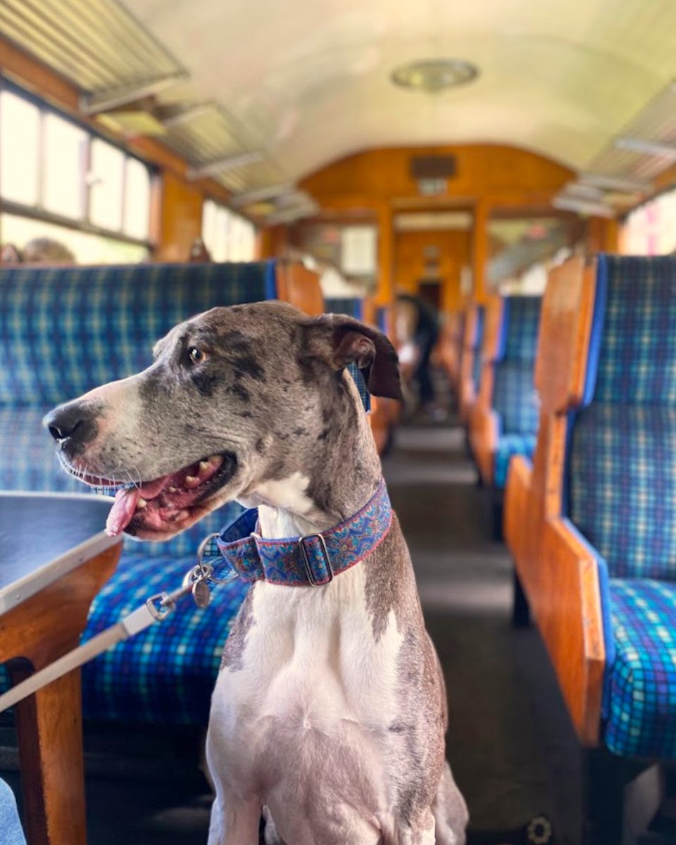 VisitWhitby's tweet photo. For the paw-fect day out with your dog, board the @nymr heritage train into Whitby. Stroll the pier, browse the quirky shops, venture up the 199 steps, and of course, check out Whitby Abbey! Finish the perfect day off with some fish &amp; chips! 🐶
#dogdayout #travelwithdogs #whitby https://t.co/yz3TL1bJ0T