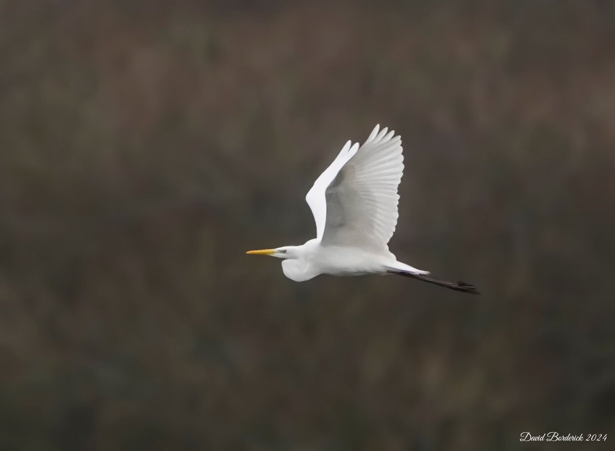 daveborderick's tweet photo. One of the three Great White Egret from  Sharemarsh Track at SWT Carlton Marshes, Lowestoft this morning @SWTCarltonMarsh @SWTSiteManager @SWTWaveney @suffolkwildlife @coastalwarden @LowestoftLizard @SuffolkBirdGrp https://t.co/6a6IPOPGy7