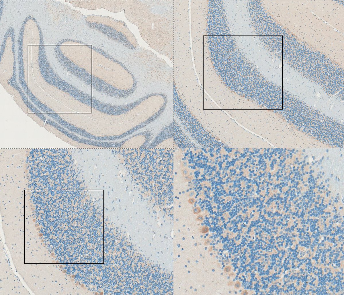 QuIPS_Platform tweet media