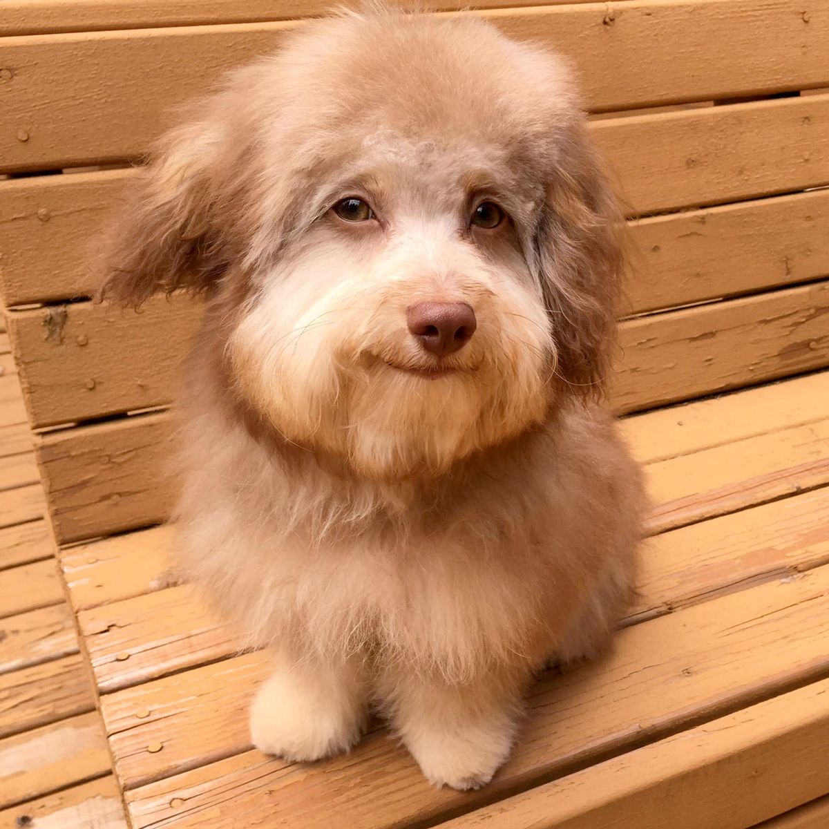 WoofWisdom's tweet photo. Woof Wisdom: “Would I rather be feared or loved?  Both. 
I want people to be afraid of how much they love me.”- Michael Scott, The Office 
#WoofWisdom #woof https://t.co/yk62opspj8