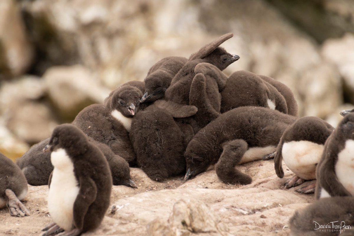 When southern rockhopper chicks reach a certain age they start crèching. This usually means they stand around in huddles together, but sometimes it means a #penguin pile-on