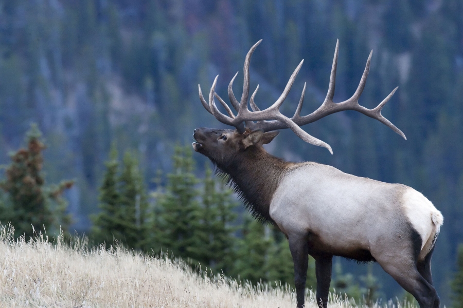 GleaningsWord's tweet image. The sound is haunting #elk #wapiti #bugling #bugle #trumpet #shofar #trending #devotional #meditation #encouragement #BibleStudy #Gleanings #mountains #KevinCorbin  #RockyMountains gleaningsfromtheword.com/?p=2212