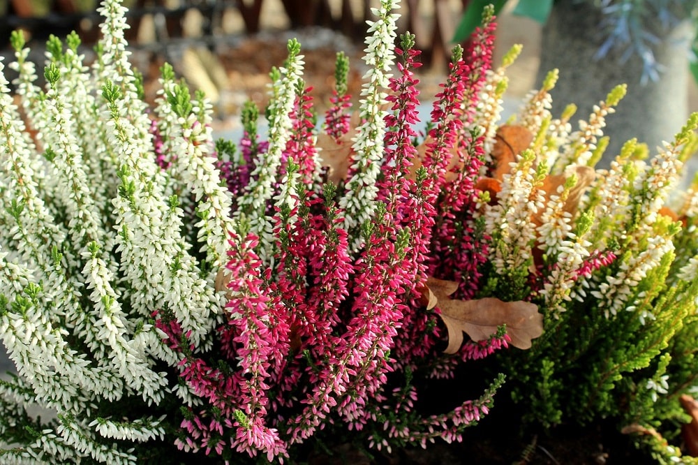 Sono passate le feste e non sai come curare le Stelle di Natale e le altre piante tipiche del periodo natalizio? Dai un'occhiata ai nostri consigli!
▶️capoverde.com/fiori-piante/c…
#capoverdemilano #aglaonemaWhiteJoy #aglaonema #consegnapiantemilano