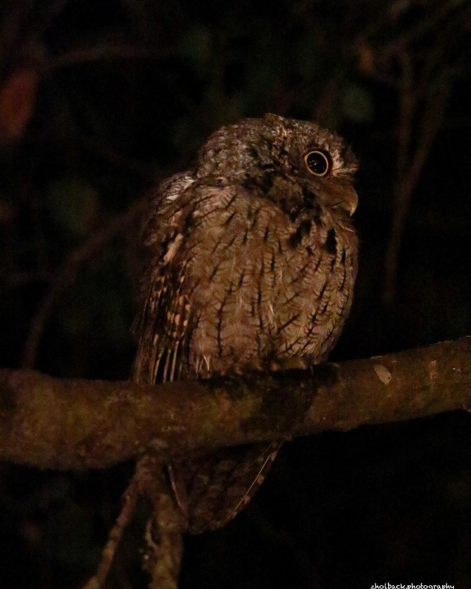 Hoo, hoo, who's in the area for bird watching? 🦉 Visit the Charles Paddock Zoo for a wildlife experience like no other on the Central Coast, do a little birding from our many parks and trails, and keep an eye out for local owls! 🤣 

📸: zholback.photography on Instagram