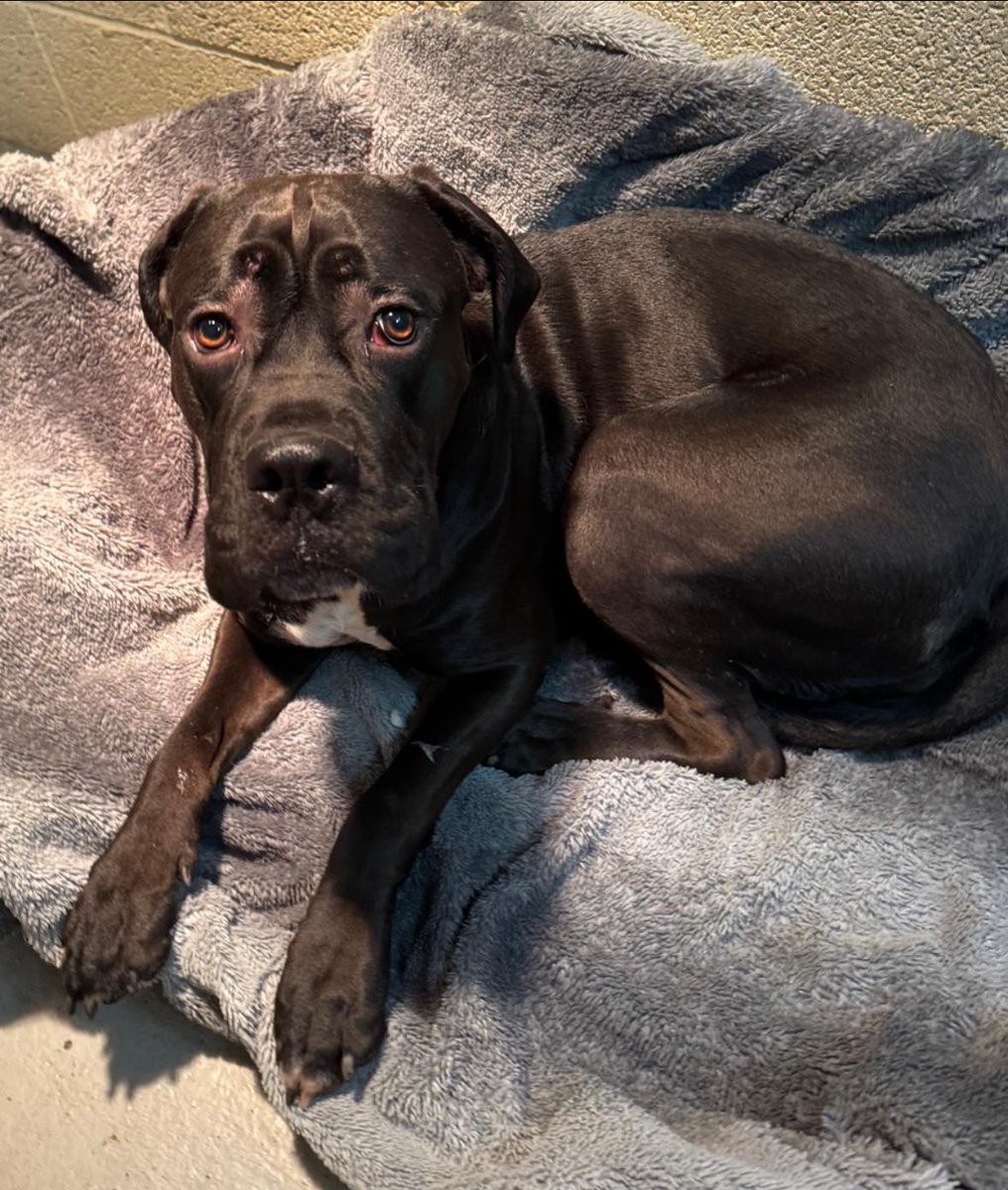 Please retweet to help Nova find a home #YORKSHIRE #UK 

Gorgeous 1 yr old NOVA who came into our care on New Years Day  She’s a very nervous girl who is frightened by lots of things - she is most certainly not a ‘big tough dog’, and is a real scaredy cat  (like so many Cane