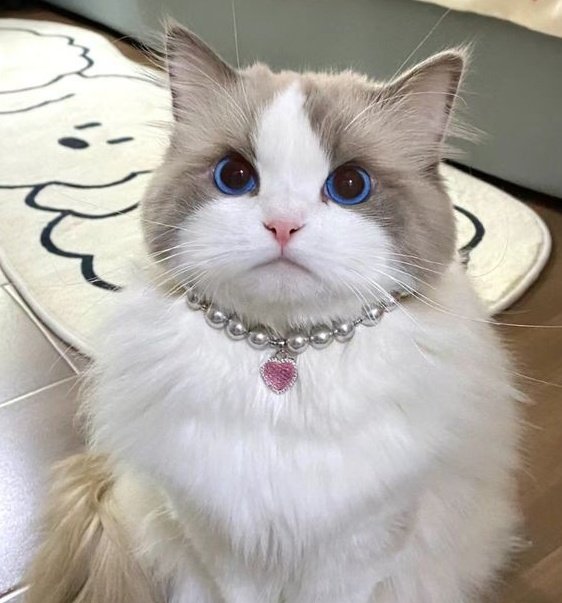 ไม่รู้เหรอ แมวสวยๆจากตระกูลนาเค้าว่าแปลงร่างได้