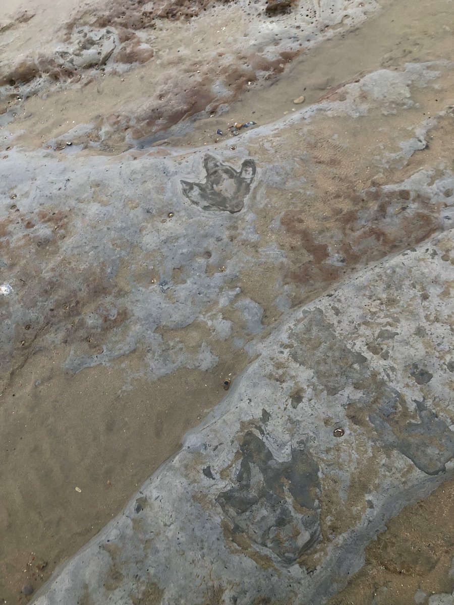 ThomasHTaylor's tweet photo. No seascape today, because I found a dinosaur instead. This trackway (here are 3 of 6 surviving prints) is not always uncovered, but tidal conditions are tight at the moment. It was finding these that first inspired the #malamander https://t.co/5nyAoW4Cak
