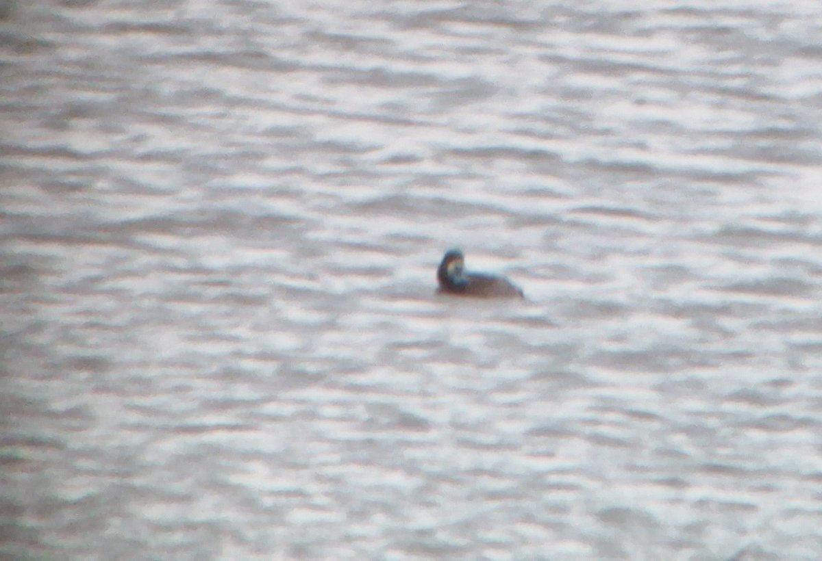 RodnyStolk's tweet image. Second week of patch birding! After a few very cold days with no new species, today a Greater Scaup was present and a Barn Owl flew by, putting the patchlist to 90 species! Amazing views today with the last ice on the Wadden sea and the scaup as a real #patchgold #dpwc2024