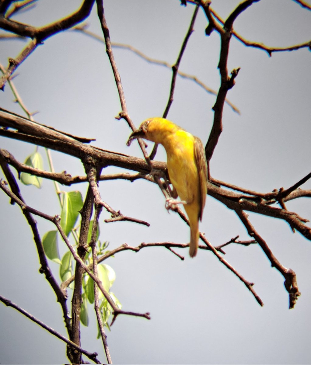 birdsonstamps's tweet photo. The last of the Lesser Masked weavers that still have chicks in their nests have had an unwelcome vistor a Boomslang has been hanging around high up in the canopy.
The females returning with food have a good look around before entering their nests.
#BirdsSeenIn2024
#Budidistrict https://t.co/L5NZTojRmn