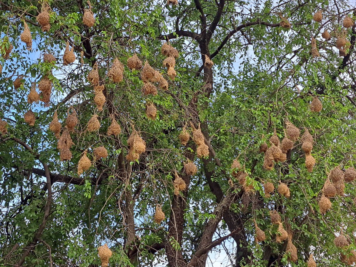 birdsonstamps's tweet photo. The last of the Lesser Masked weavers that still have chicks in their nests have had an unwelcome vistor a Boomslang has been hanging around high up in the canopy.
The females returning with food have a good look around before entering their nests.
#BirdsSeenIn2024
#Budidistrict https://t.co/L5NZTojRmn