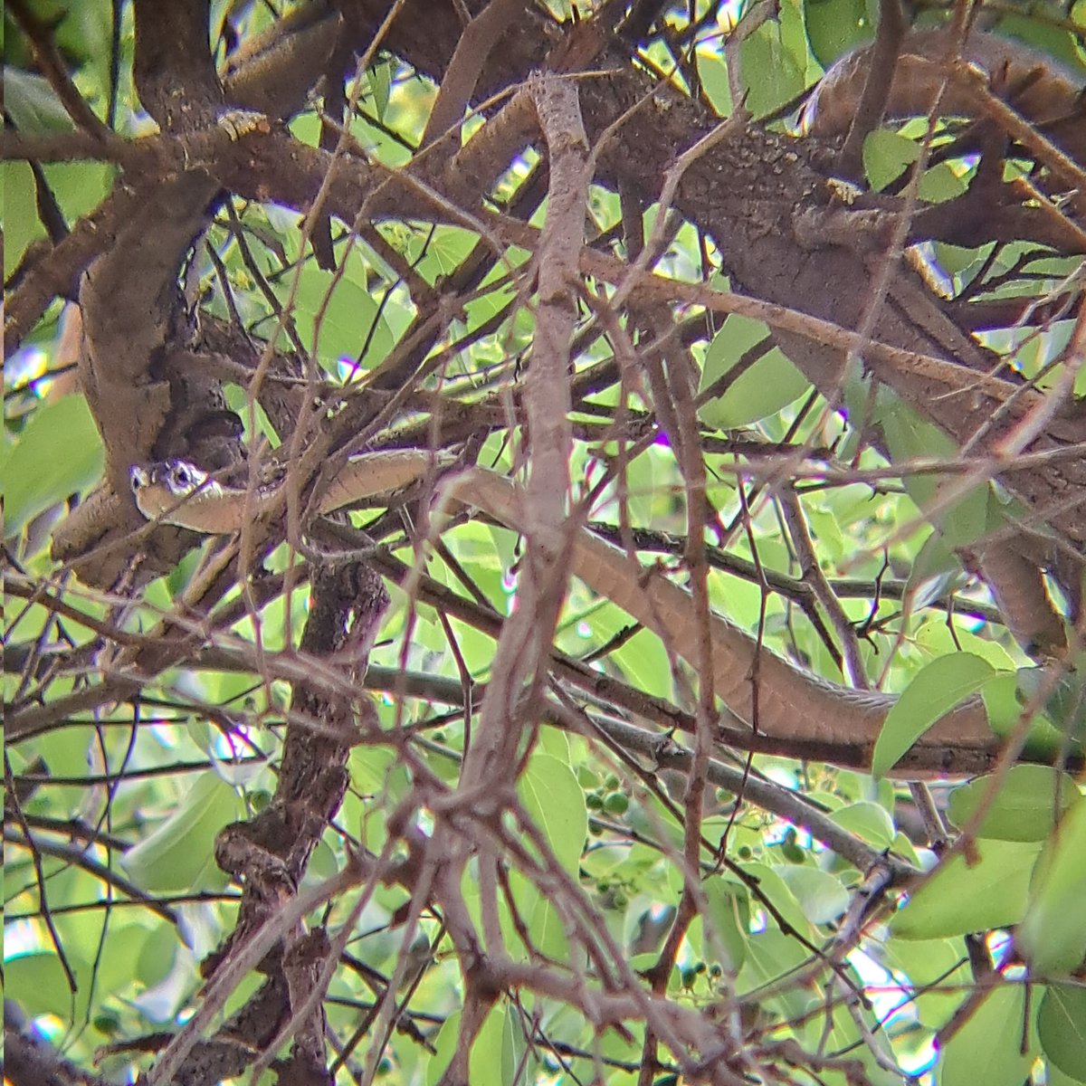 The last of the Lesser Masked weavers that still have chicks in their nests have had an unwelcome vistor a Boomslang has been hanging around high up in the canopy.
The females returning with food have a good look around before entering their nests.
#BirdsSeenIn2024
#Budidistrict