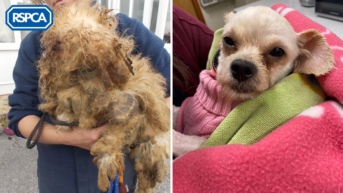 Ruby was found locked in a cage and her fur was so matted that our rescuer couldn’t identify her breed or sex 💔

Thankfully, she's made a complete transformation and is loving life in her new home 💙

Support our frontline teams and #JoinTheRescue today: bit.ly/4792BOb