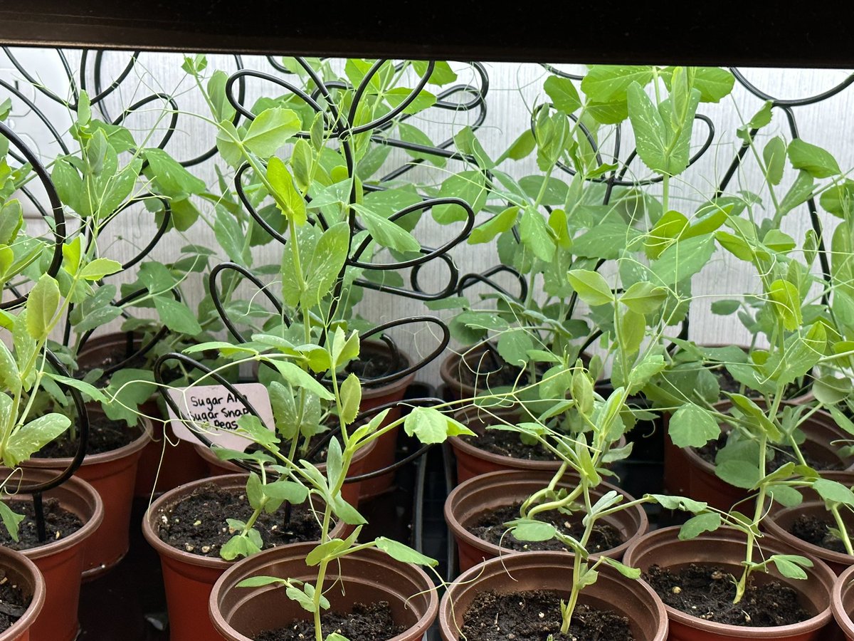 Class 5-1 Central has been growing vegetables in our portable and learning about hydroponics. Our salad bowl lettuce and sugar snap peas are really coming along 😀 <a href="/HaltonDSB/">HDSB</a> <a href="/centralpshdsb/">Central P.S.</a>