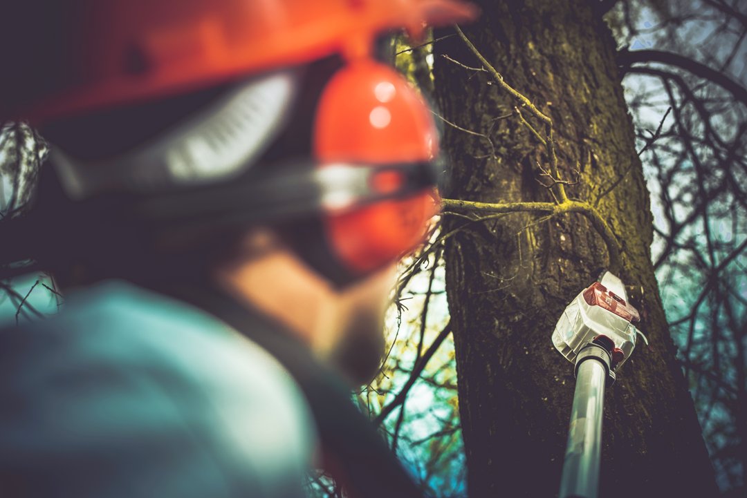 CertTreeCareATX's tweet photo. Storms can be brutal! 🌪️ Strengthen your trees against winter storms with our professional care. 🌳 #CertifiedTreeCare #StormPrevention https://t.co/go3Tx5UtAy