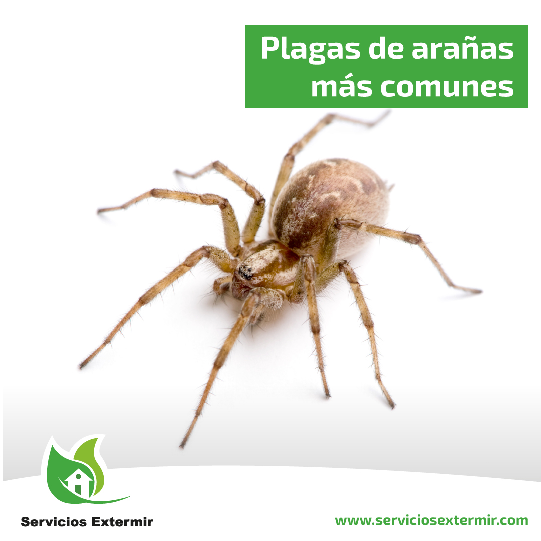 SExtermir's tweet image. Una de las plagas características del invierno son las arañas 🕷️.

Te enseñamos cuáles son las especies más comunes 🤔 en nuestro país y cómo evitarlas.

¡Lee nuestro artículo 📄!
bit.ly/plagas-arañas-…
