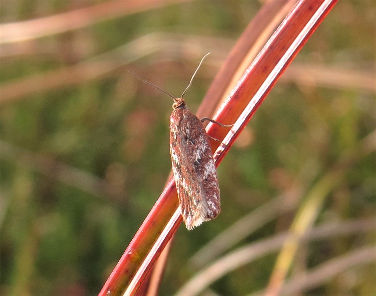 Nick Littlewood (@blackdogbirder) on Twitter photo PhDs on moorland moths don't come along often! Don't miss chance to apply - closing date Sunday. Based <a href="/SRUC/">SRUC</a> Aberdeen campus and co-funded and co-supervised by <a href="/savebutterflies/">Butterfly Conservation 🦋</a>.
See: findaphd.com/phds/project/u…
<a href="/ecologylou/">Louise Ross</a> <a href="/LisbethHordley/">Lisbeth Hordley</a> <a href="/JenniStockan/">Jenni Stockan</a> <a href="/SRUCResearch/">SRUC Research</a> 🦋 PhDs on moorland moths don't come along often! Don't miss chance to apply - closing date Sunday. Based <a href="/SRUC/">SRUC</a> Aberdeen campus and co-funded and co-supervised by <a href="/savebutterflies/">Butterfly Conservation 🦋</a>.
See: findaphd.com/phds/project/u…
<a href="/ecologylou/">Louise Ross</a> <a href="/LisbethHordley/">Lisbeth Hordley</a> <a href="/JenniStockan/">Jenni Stockan</a> <a href="/SRUCResearch/">SRUC Research</a> 🦋