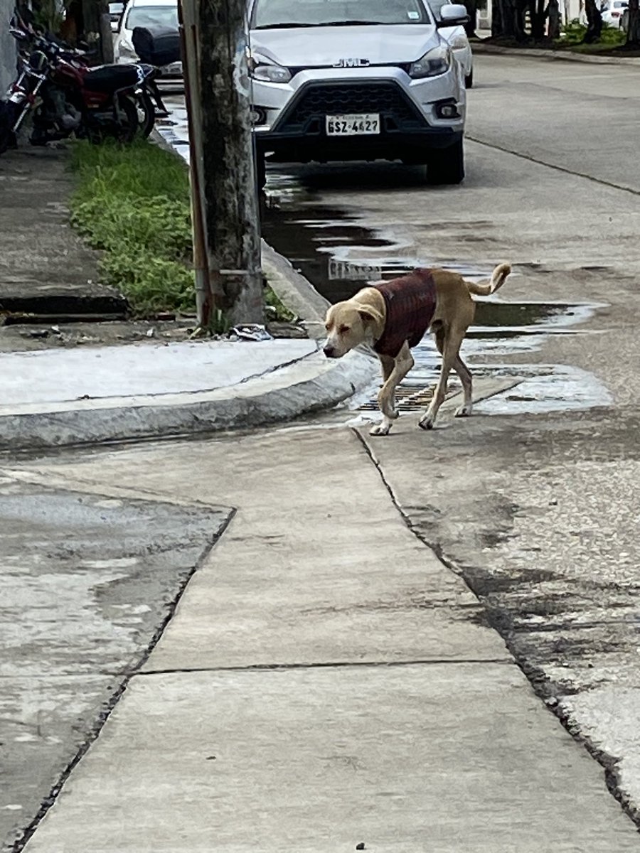 Es el segundo día que veo a este perrito por Kennedy Norte, es súper tranquilo y anda con ese “abrigo”, parece que está perdido, pero no se aleja mucho de la zona, por si alguien lo reconoce