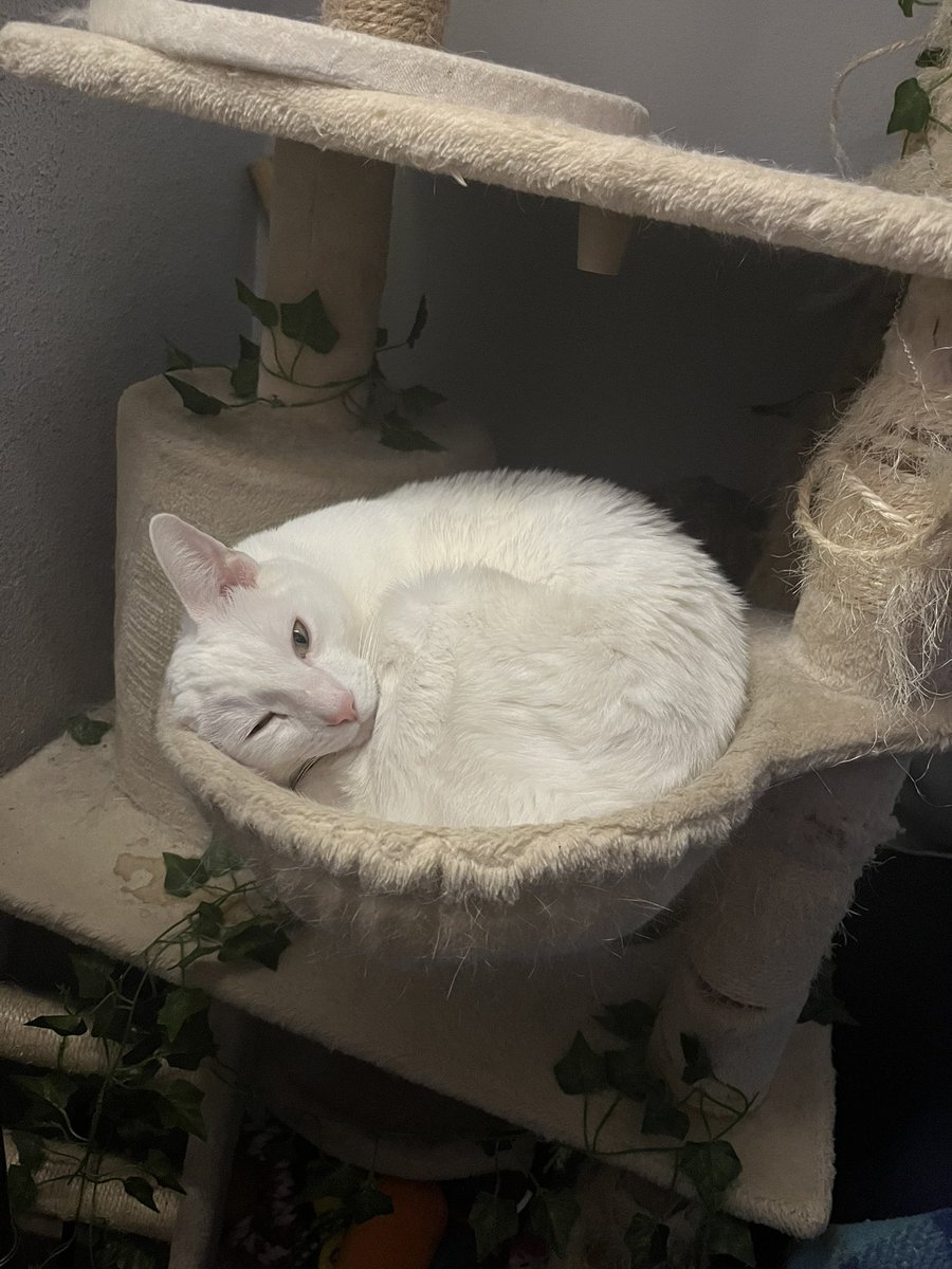serraaaano23's tweet photo. last night i got home from the gym and found out my cat passed away in my room. i think he ate something toxic, and i really wish i had gotten home earlier to prevent it since it was all too recent. i can’t express in words how much joy Kiwi has brought me these past four years. https://t.co/3WV4w0f5aK