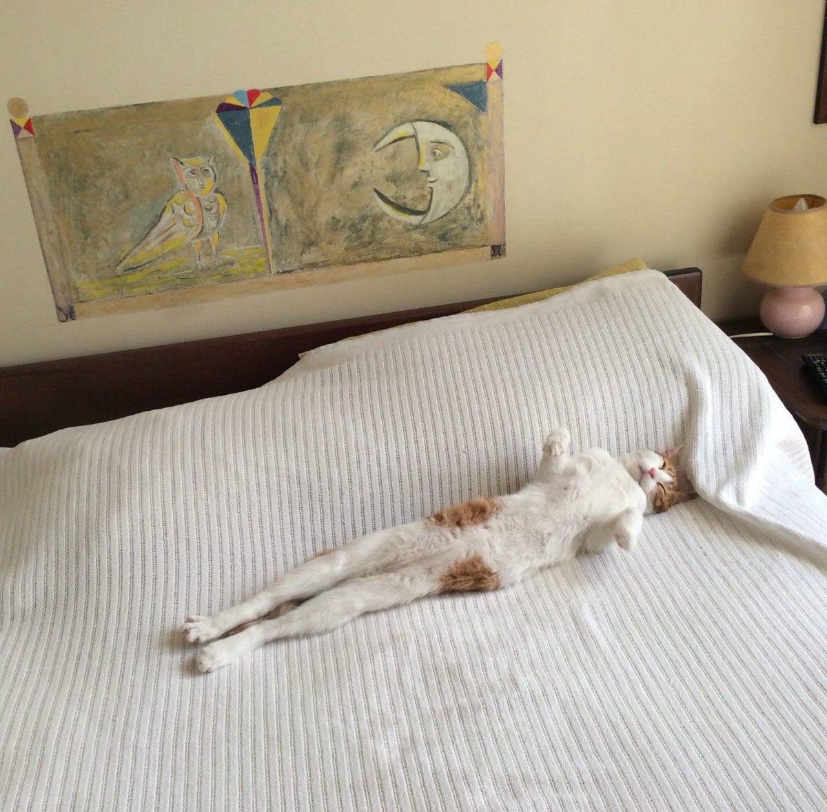 ShouldHaveCat's tweet photo. any plans today?
me: https://t.co/H4wtaNnIju