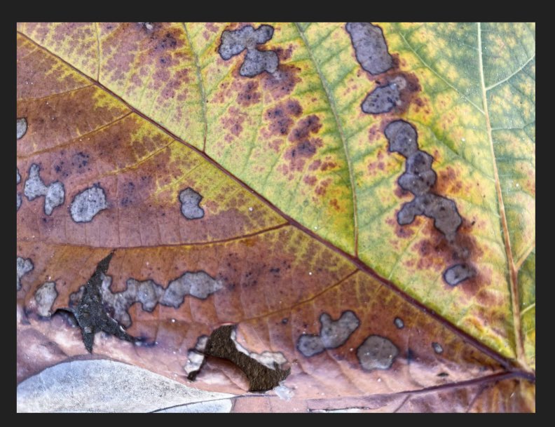 It’s awards season in Hollywood, and in AH photography class! Students voted on their peers’ best works this week. Categories included “Best Texture”, “Best Lighting”, and “Best Sound”, among others. Job well done! <a href="/AHISD/">Alamo Heights ISD</a> <a href="/AHHSmules/">AHHS Mules</a> <a href="/AHISDFineArts/">Alamo Heights ISD Fine Arts</a> <a href="/ArtTeach_AHHS/">ArtTeach_AHHS</a>