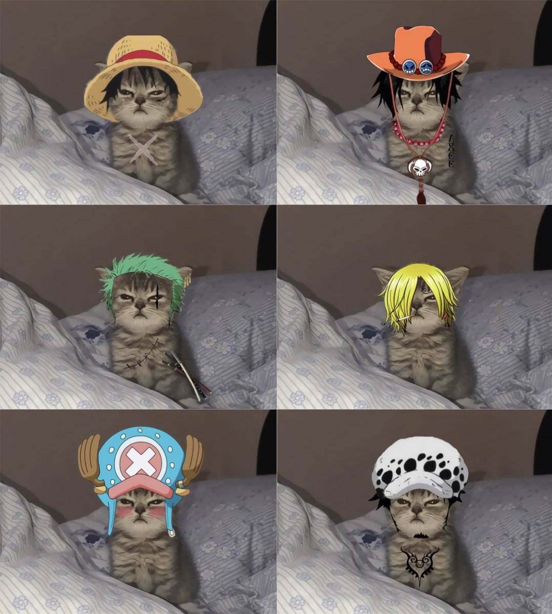 choose your cat