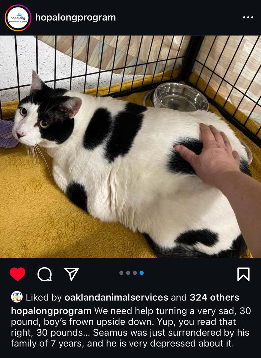 Cat Twitter. Do your thing. This 30 LB! 7 year old guy, Seamus, was surrendered by his family and he’s very sad. He’s at Hopalong Rescue in the Bay Area. I hope he has a ⁦@mrfishtopher⁩ happy ending ahead. THIRTY POUNDS! ❤️❤️❤️ #catsoftwitter