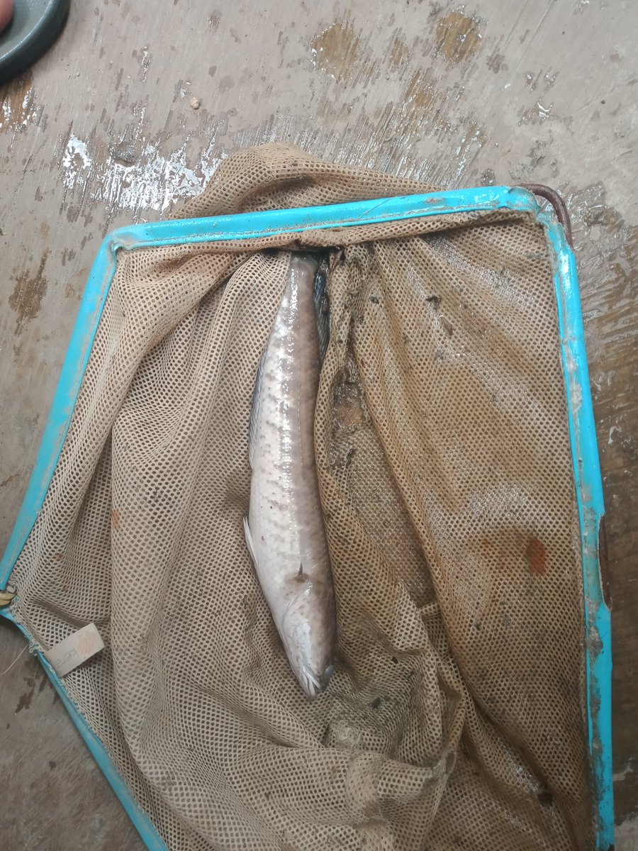 MbahKidjoFarm's tweet photo. Ikan Gabus matang gonad tewas !
Disayangkan sekali karena grading induk tahap ke 4 yg harusnya udh jadi pasangan unggulan malah KO tabrak tabrakan rebutan pakan.. 😩
Biasanya memang nafsu makan turun di kondisi hamil.. kalah dia.. 🫡
#IkanGabus
#Sleman https://t.co/IwuHrpwnLv