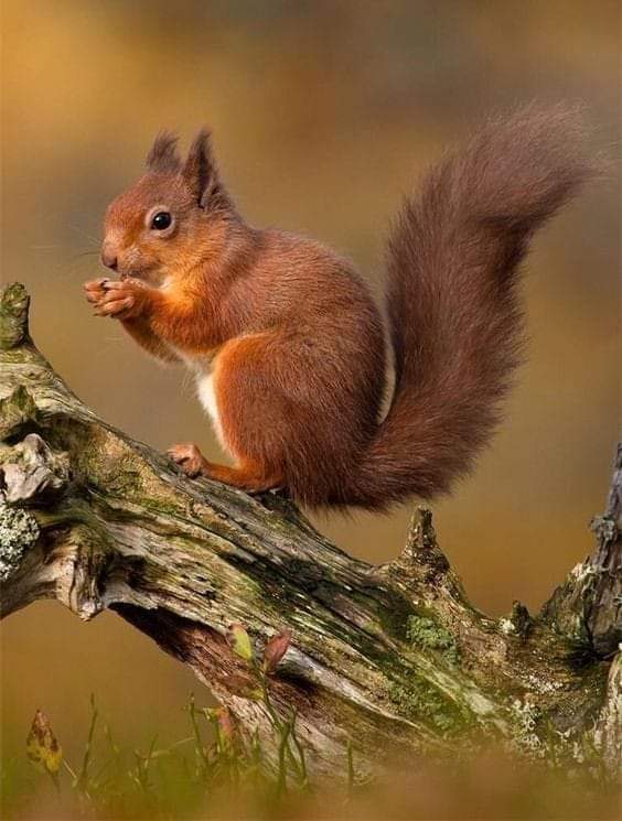 Great photograph....... ❤️❤️❤️🥰🥰🥰