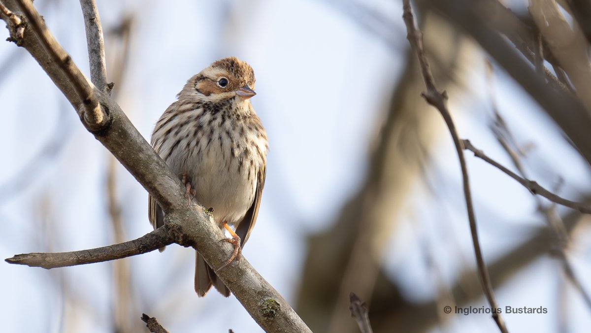 Otis_inglorius's tweet image. #Fab #Birding for guests for our guests from 🇳🇱&amp;amp;🇧🇪y´day!

Balearic Shearwaters to the #Med, White Storks crossing the #14km, #migratory #Shorebirds, Northern Bald Ibis, Common Cranes, Black-winged Kite, Osprey, Short-eared Owl &amp;amp; Bonelli´s Eagle + homage to the  Little Buntings!