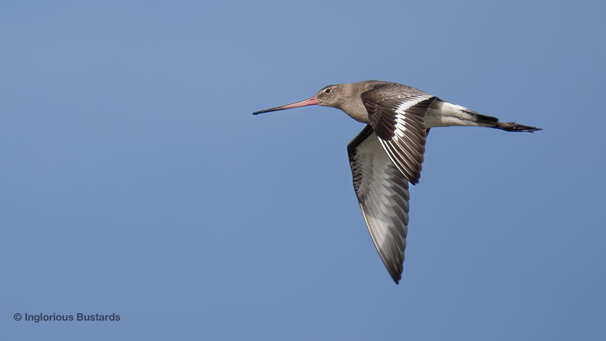 Otis_inglorius's tweet image. #Fab #Birding for guests for our guests from 🇳🇱&amp;amp;🇧🇪y´day!

Balearic Shearwaters to the #Med, White Storks crossing the #14km, #migratory #Shorebirds, Northern Bald Ibis, Common Cranes, Black-winged Kite, Osprey, Short-eared Owl &amp;amp; Bonelli´s Eagle + homage to the  Little Buntings!