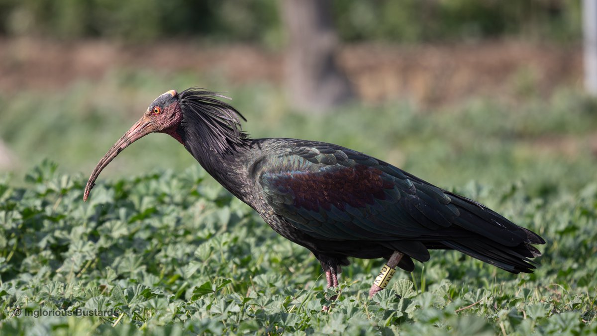Otis_inglorius's tweet image. #Fab #Birding for guests for our guests from 🇳🇱&amp;amp;🇧🇪y´day!

Balearic Shearwaters to the #Med, White Storks crossing the #14km, #migratory #Shorebirds, Northern Bald Ibis, Common Cranes, Black-winged Kite, Osprey, Short-eared Owl &amp;amp; Bonelli´s Eagle + homage to the  Little Buntings!