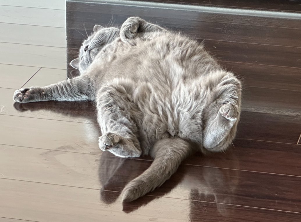 今年も猫共々よろしくお願いします！！
#猫好きさんと繋がりたい