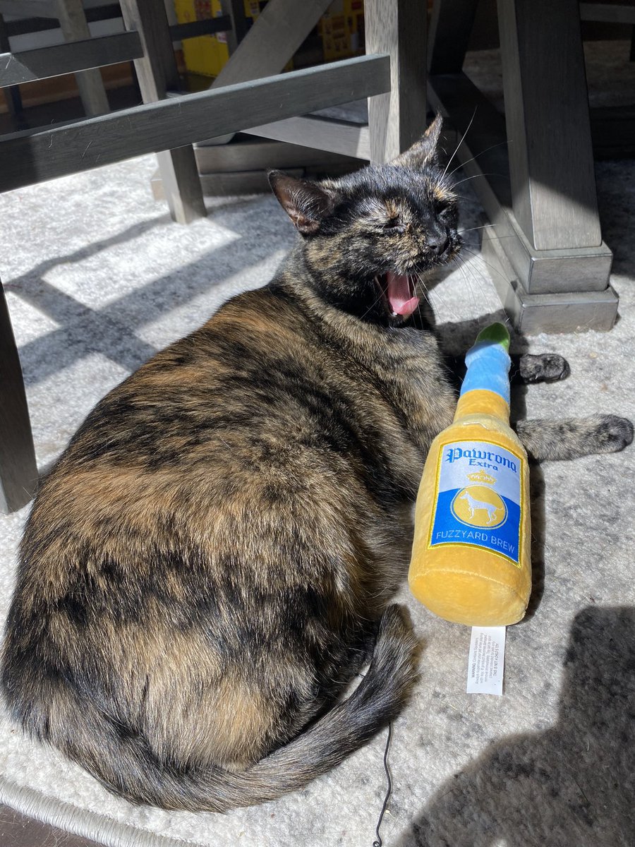 Little cat tweet media