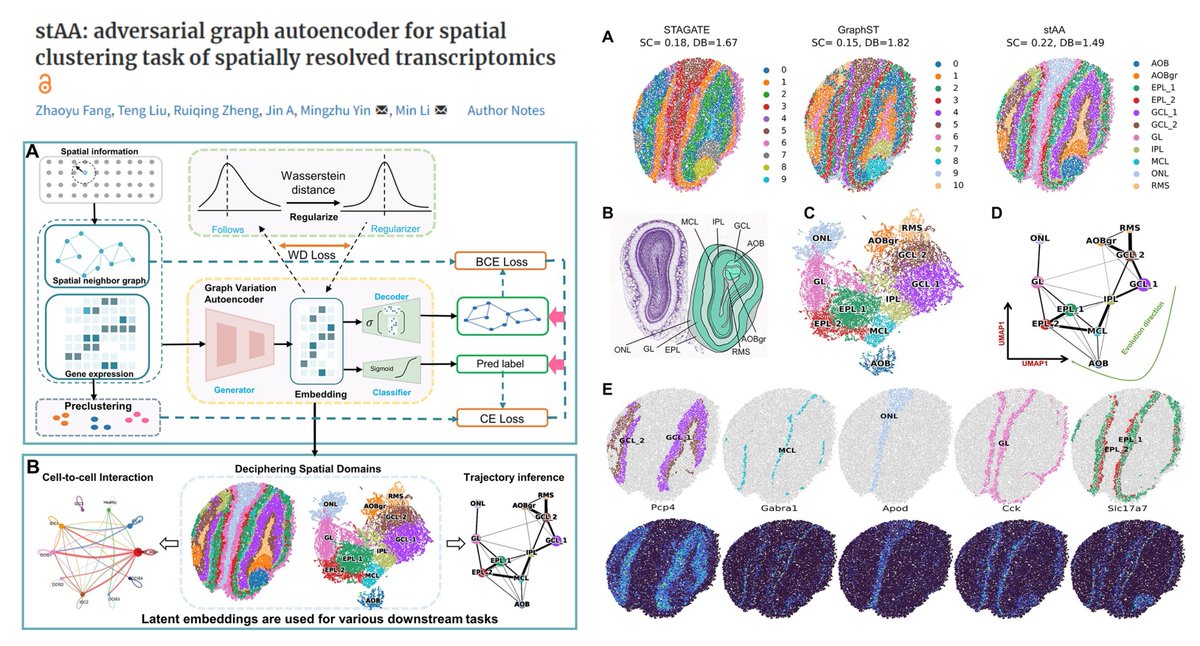 HaoYin20's tweet image. stAA
#SpatialClustering method
#SpatialTranscriptomics Python
github.com/CSUBioGroup/st…
Variational graph autoencoder & Wasserstein generative adversarial network->
latent embedding
+transcript-based classifier->
⏫Spatial domain detection
vs SpaGCN conST DeepST CCST STAGATE…