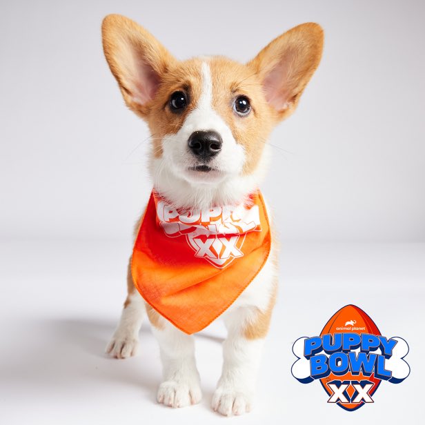 aggienole's tweet photo. In other sportsball news, three of my foster puppies are in Puppy Bowl XX this year (our rescue has 7!) and we have two pups being inducted into the Hall of Fame! #RESCUE @flldr #puppybowlxx #puppybowl @TayTaytheTzu @FSUFootball - please let us have Chester do corgi races!! https://t.co/aH9OV4KvqJ