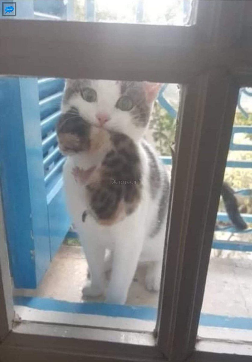 Why you should have a cat tweet media