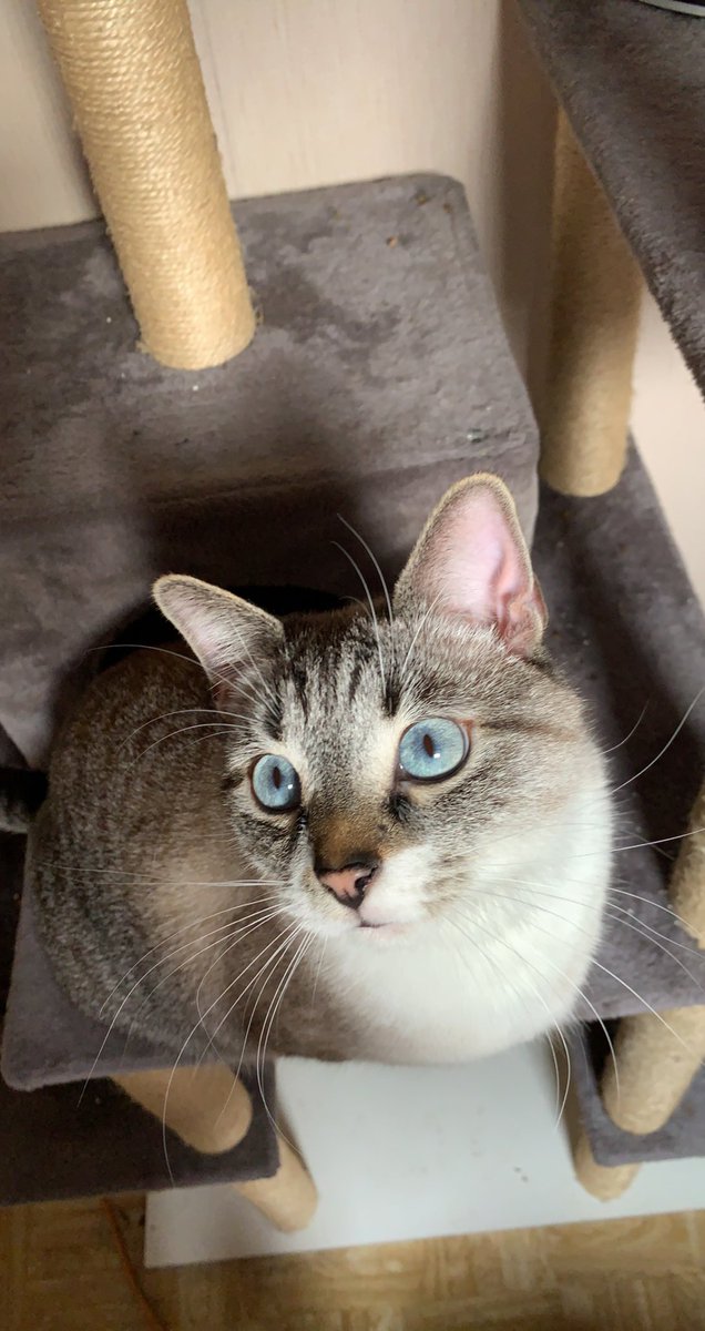 cxlinefst's tweet photo. @z216chb Mon chat est le plus beau de tous 😌 https://t.co/Rr2vsCHAMQ