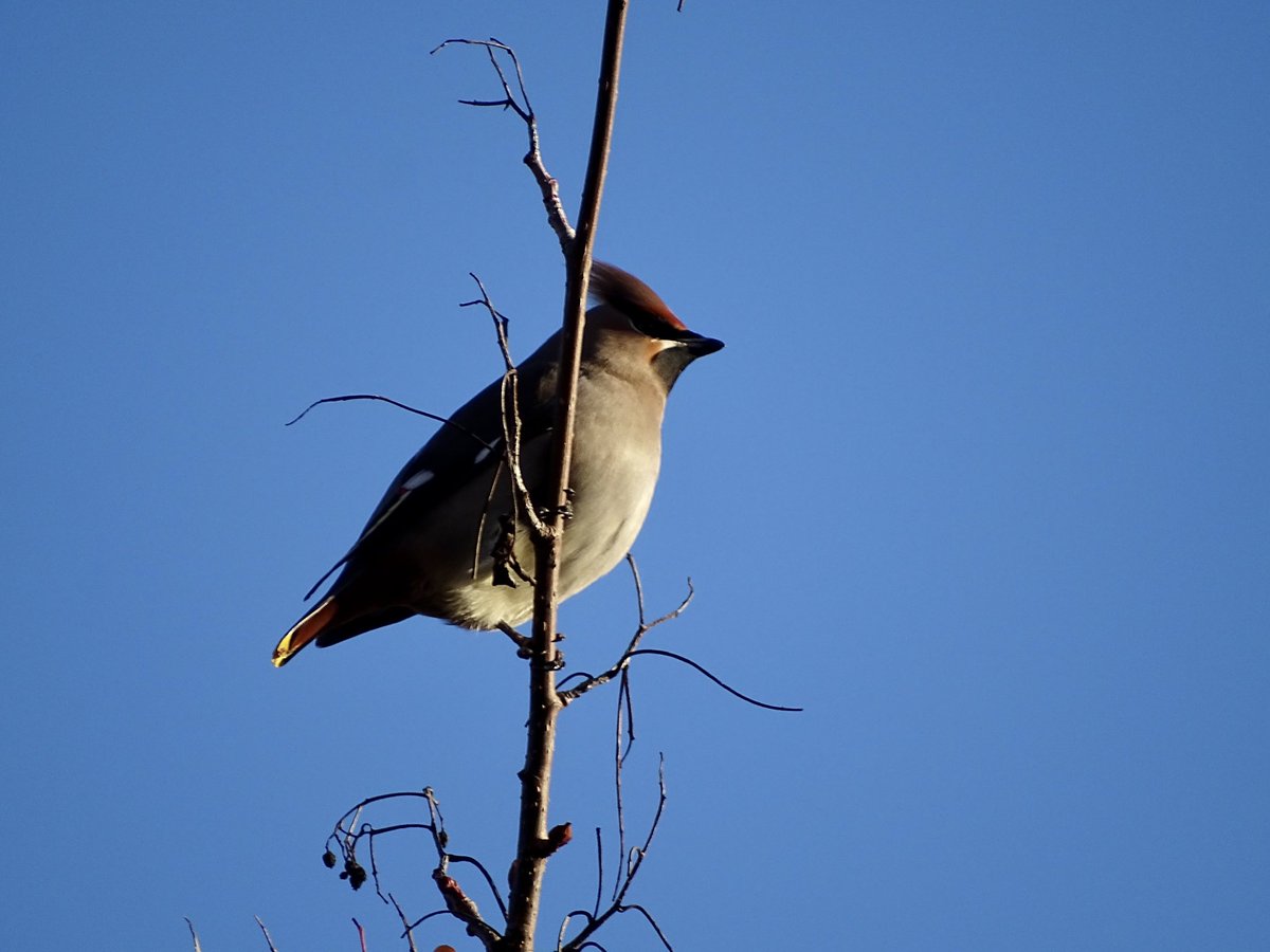My lack of Waxwings this winter was remedied yesterday by two in North Oxford. Great to see these delightful birds (or perhaps the gaggle of birders…) capturing the attention of passers-by too!