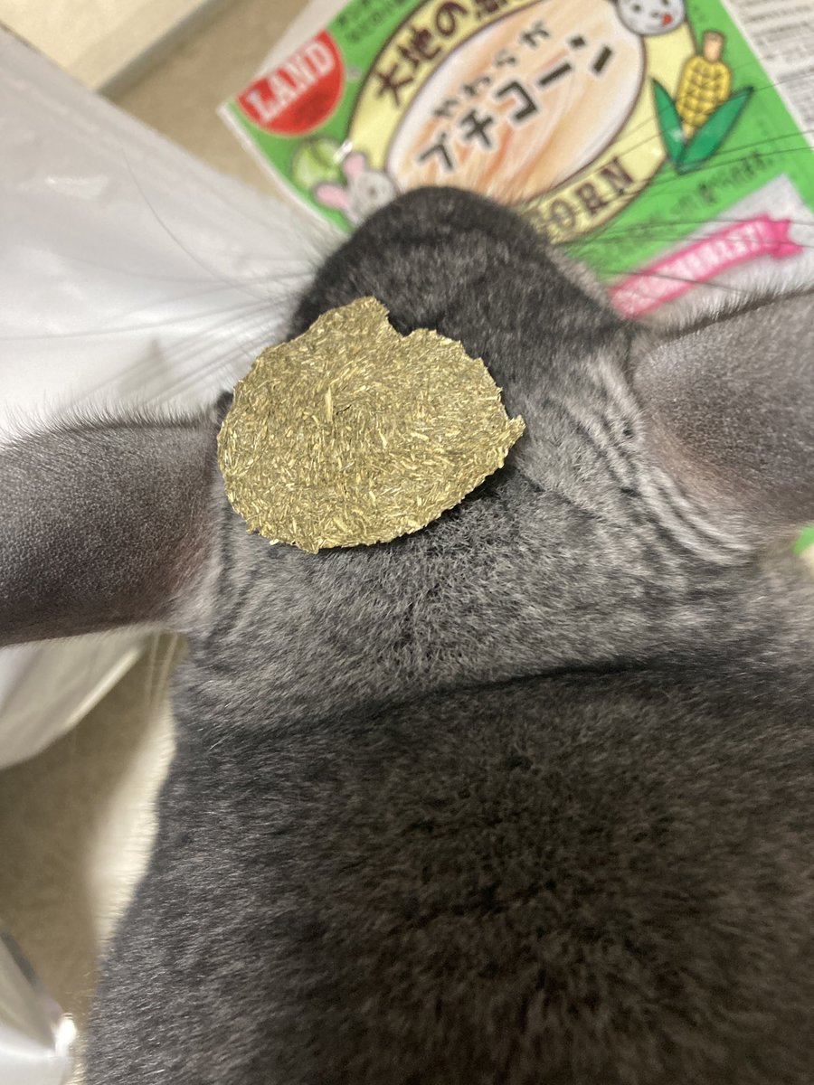 chinchillapi's tweet photo. うちには乗せる帽子とかないからさ…ごめん…出来心��ったんだ… https://t.co/1LAiwo7xtB