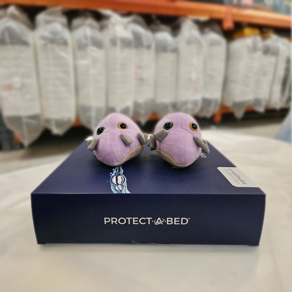 Meet @ProtectABed_EUR's dust mites (not to be confused with bed bugs) 👾

Can you guess how many dust mites can be found on a mattress without a protector?

Up to:
A) 8 million
B) 10 million
C) 12 million

Comment your answer below 👇

#dustmites #mattresonline #mattressprotector