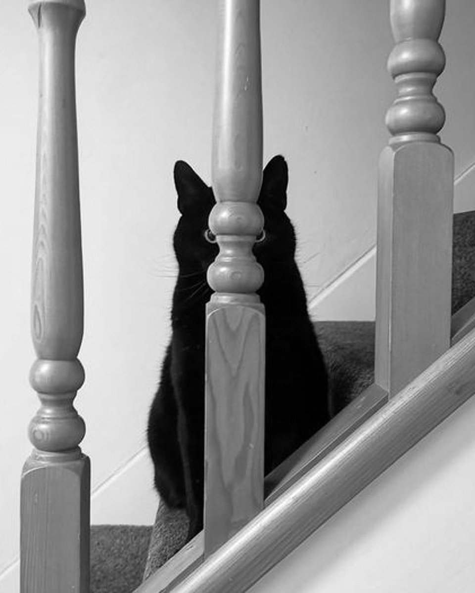 fubiz's tweet photo. Hidden Cute Cat 🐈⬛ by Irena Buzarewicz
#cat #cute #hiddencat #catlovers https://t.co/zUaMztsv0l