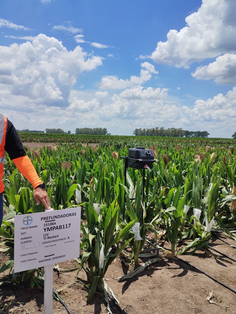 corimarabini's tweet photo. Visitamos el Campamento San Luis y Establecimiento Fran Luis de Bayer ubicados en Rojas, Buenos Aires.
100% Calidad de trabajo.
👏👏
@AgroBayerAR

 Pre Fundadoras https://t.co/S5tvD63E3N