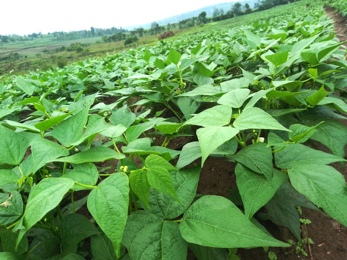 ryaf_agribiz's tweet photo. Menya  ubuhinzi bw'imiteja uko bukorwa.

✅ Gutegura umurima
✅ Uko imiteja irindwa uburwayi
✅Inyongeramusaruro zikenerwa mu miteja.
✅ Ibagara n'isarura.
✅Isarura n'ikigero cyiza cyongusarura Imiteja.

    #HingaWororekinyamwuga https://t.co/Dwkomuag8K