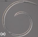 EPPO OEPP tweet media