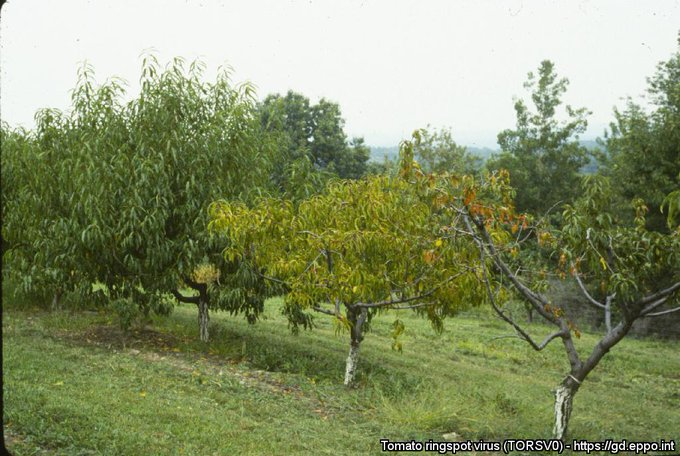 EPPO OEPP tweet media