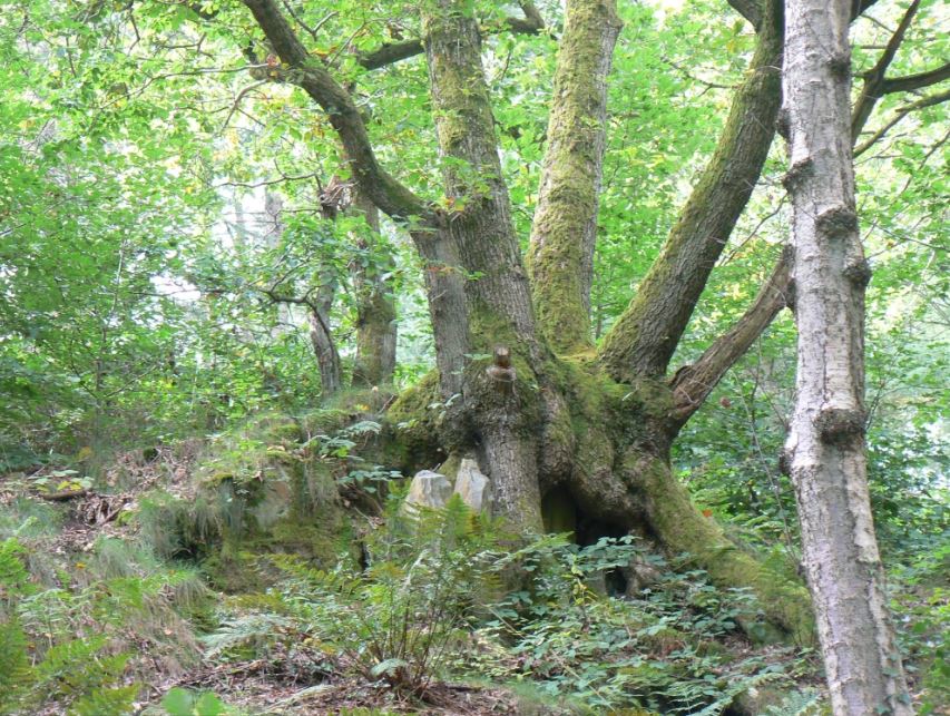 SYBRG-Christine tweet media