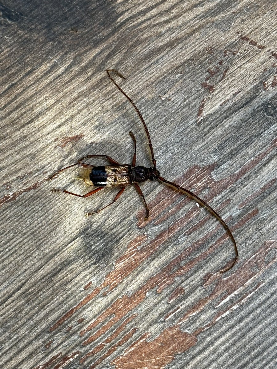 pipe_jaureguib's tweet photo. Apareció este bicho gigante en mi depto en Providencia y Google me dice que es un taladrador de eucaliptos, endémico de Australia, y que se ha visto en EEUU, Argentina y Paraguay. 🫠😯 @Muni_provi https://t.co/WF54SNlsaB