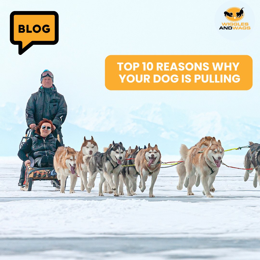 wiggleswagsUK's tweet image. Unlock the Secrets to Lead Harmony! Check out our latest blog article bit.ly/41HcbWU revealing the Top 10 Reasons Why Your Dog Might Be Pulling on the Lead. We've got the insights you need to make those walks a breeze.   #dogtrainingtips #dogwalkingtips #dogpulling