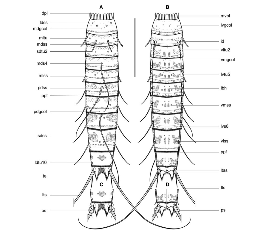 New species out!  

The Mediterranean is one of the best known areas for the kinorhynch fauna; however, in a survey in Rovinj, Croatia, we found a new species of the genus Meristoderes. 🦐🐉

 Check it out! 👇🏾👇🏾

#Kinorhyncha #Meristoderes