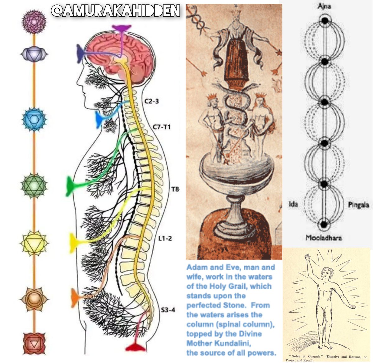 AmurakaHidden's tweet photo. The Divine Mother Kundalini 
(A Quick 🧵)

Manly P. Hall wrote in "The Occult Anatomy of Man", "The ancient Hindus have a legend concerning the goddess Kundalini, in which it is said that she descended by means of a ladder or cord from heaven to a little island floating in the great sea. Connecting this with embryology, it is evident that the ladder or cord represents the umbilical cord, while the little island is the solar plexus. When the ladder is cut away from heaven the goddess flees in terror to a cave (sacral plexus), where she hides far from the sight of men. Like Amaterasu, the Japanese Goddess of the Shining Lace, she must be lured from her cave, for while she is there and refuses to come forth the world is in darkness. Kundalini is a Sanskrit word meaning "a serpentine or twisting gas or force". This force, so the Eastern sages claim, can be drawn up through the central spinal canal (the Sushumna). When this essence strikes the brain it opens the center of spiritual consciousness and inner perception, bringing with it spiritual illumination. The system of culture whereby this is made possible is the most secret teaching of the Eastern saints, for they realize that this spiral, twisting force is not only illuminating but, like the serpent which is its symbol, also a deadly poison."

The aim is to 'raise the Kundalini' OR draw this primordial, primarily dormant, energy up from where it is sleeping like a "Coiled Serpent" in the Root Chakra near the Sacrum ("The Holy Bone") and allow it to enter the six other Chakras until, in union with the Crown Chakra, it creates a State of Enlightenment, opening the Thousand Petalled Lotus that is the Higher Consciousness. This is the PEARLY Gates of Heaven.

The Kundalini is a DUAL Current, this manifests in the symbolism of the Caduceus as the WHITE, Positive, Yang SNAKE and the BLACK, Negative, Yin SNAKE wrapped around the CENTRAL Pillar or Sushumna. This Dual Current is, also, symbolized by Adam and Eve, Joseph and Mary, Shiva and Shakti, Red King and White King, Ida and Pingala.

The CENTRAL PILLAR is the Staff of Aaron, the Rod of Asclepius or Mose's Brazen Serpent. The Central Pillar is what Buddha called the Middle Way. The Greeks called this the Pillar of Stone.

The awareness of the presence of this primordial energy Kundalini within the human body was considered the highest knowledge by the sages and saints.

🧵🔚